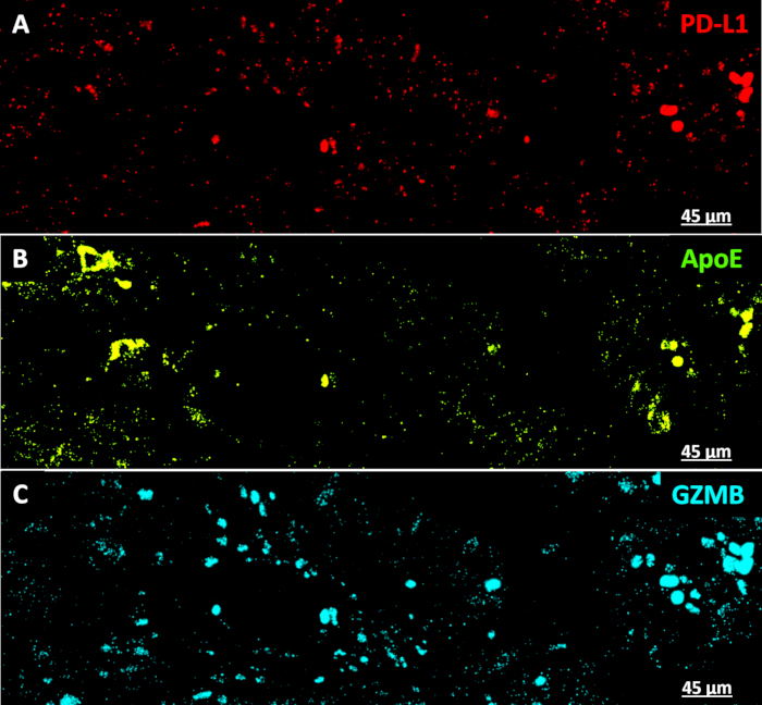 RNA In situ Hybridization with Sequential Protein Immunofluorescence in ...