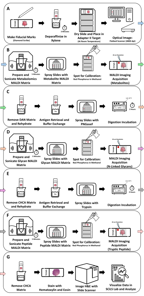 figure-results-1 MALDI imaging process diagram; workflows A-G; includes matrix prep, calibration, acquisition steps.