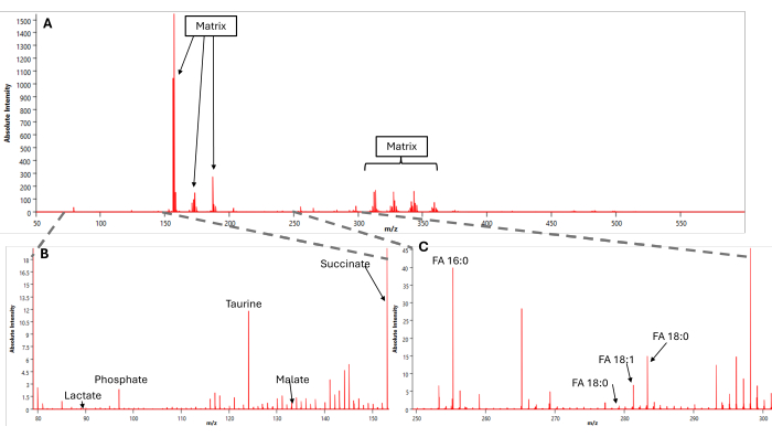 figure-results-3 Mass spectrometry analysis chart with peaks; m/z labeling for metabolites: lactate, taurine, FA.