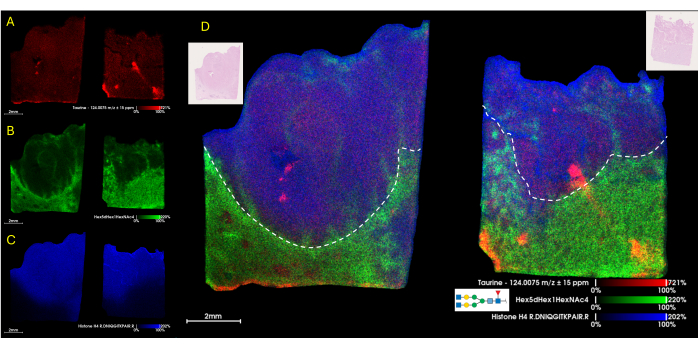 figure-results-6 Mass spectrometry imaging results with spectral fitting; shows taurine and histone H4 distribution.