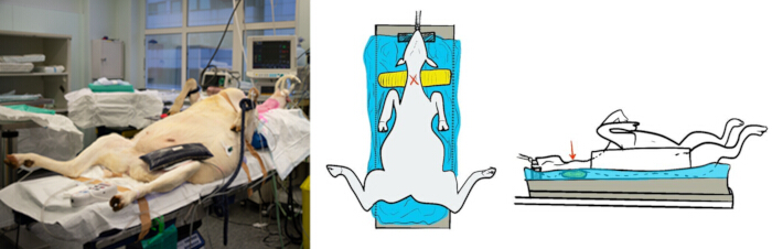 Animal surgery setup, clinical procedure diagram, veterinary surgical research, position illustration.
