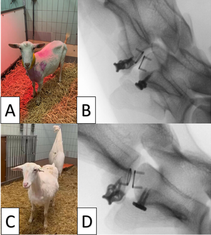Goat surgery preparation and X-ray imaging; orthopedic procedure; veterinary science study.