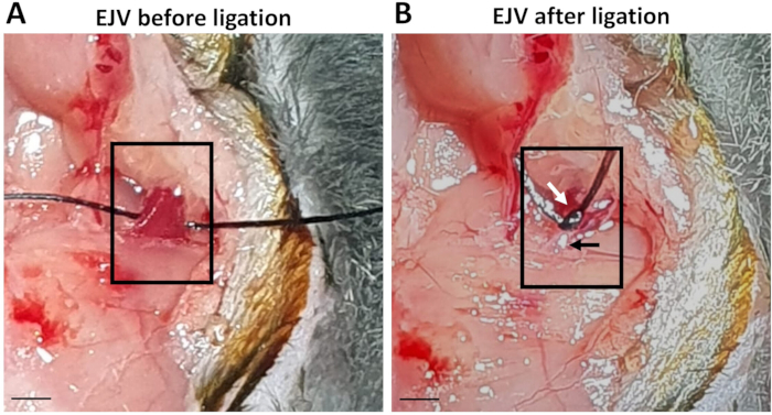 figure-results-2 EJV ligation process; before and after surgical procedure; experimental setup for vascular study.