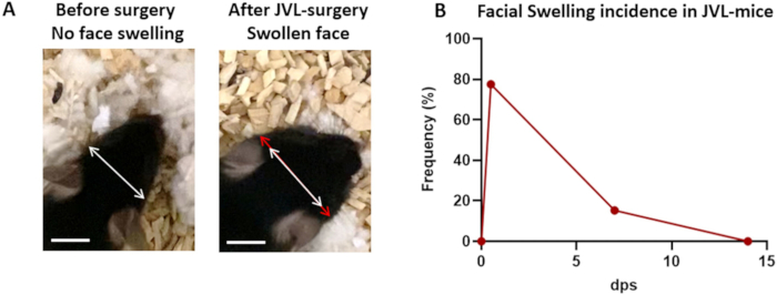 figure-results-3 Mouse facial swelling comparison post-surgery; swelling incidence graph; surgical impact study.