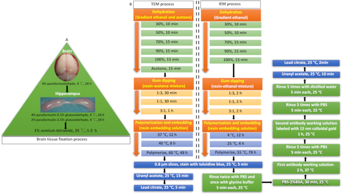 figure-results-1 Brain tissue fixation process diagram; dehydration, embedding, antibody labeling steps in TEM, IEM.
