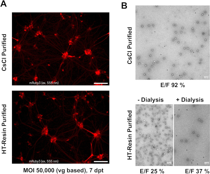 Fluorescence microscopy with mRuby3 emissions, CsCl, HT-resin purification; dialysis effects.