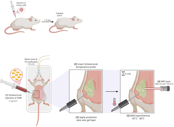 Intratumoral injection setup, cancer treatment method with NIR laser, temperature monitoring diagram.