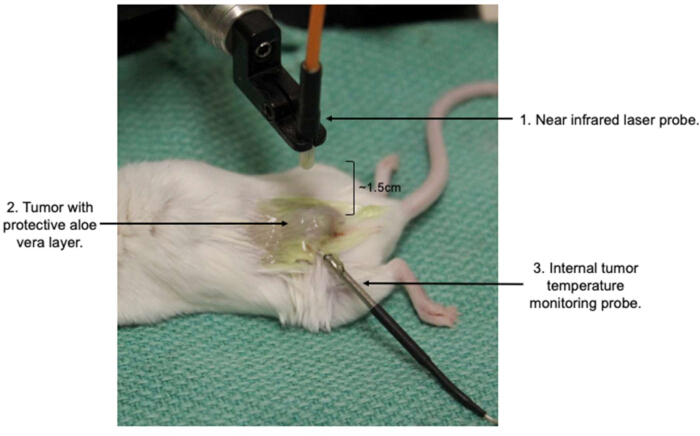Near-infrared laser therapy on mouse tumor, aloe vera layer, temperature monitoring probe.