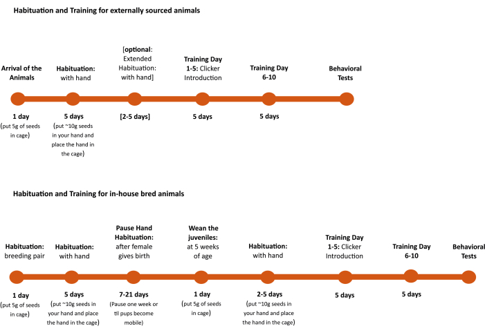 figure-protocol-1 Habituation training timeline; diagram; externally sourced, in-house bred animal protocols, behavioral tests.