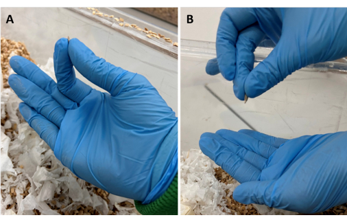 figure-protocol-3 Handling lab mice embryo; glove-clad hands, experimental procedure, embryo transfer technique.