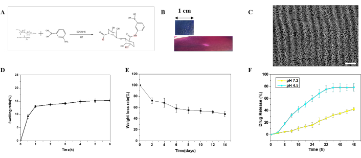 Chemical synthesis reaction diagram, material surface images, and hydrogel swelling, degradation, and drug release data graphs.