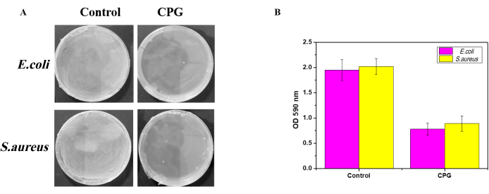 Bacterial culture growth analysis; petri dish images and bar graph; E.coli vs S.aureus in CPG.