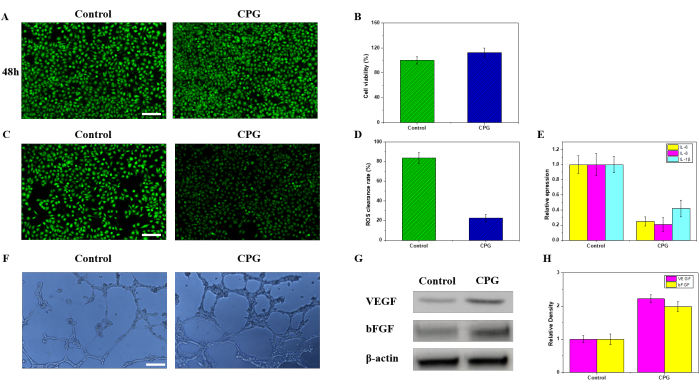 Cell viability assay, fluorescence microscopy, cell morphology, western blot analysis, VEGF, bFGF.