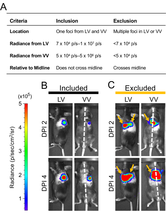 Bioluminescence imaging of mice, radiance criteria table, analysis of inclusion vs. exclusion.