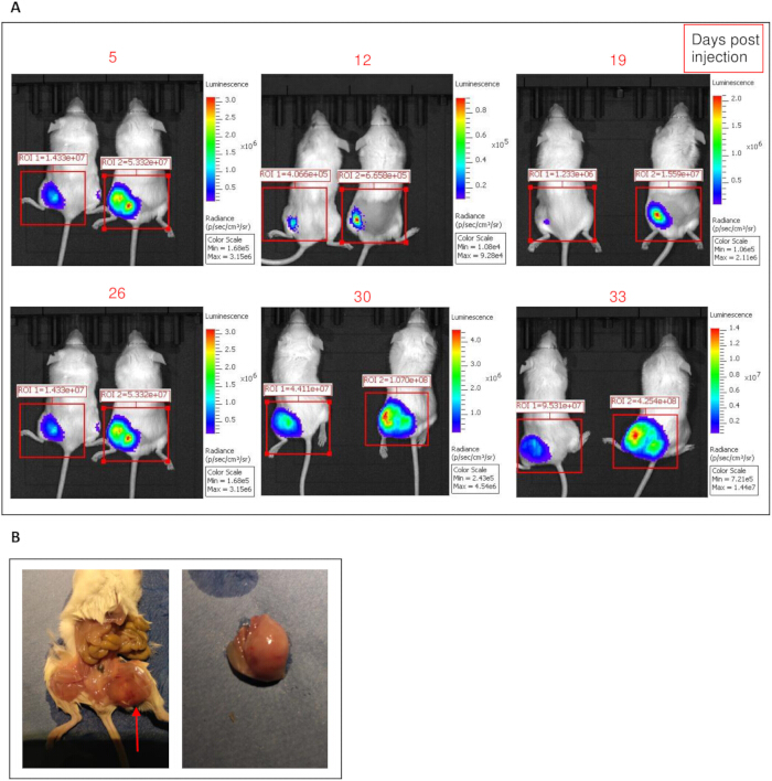 figure-results-1 生物发光成像图表;小鼠肿瘤生长情况,注射后不同时间点分析,辐射强度。