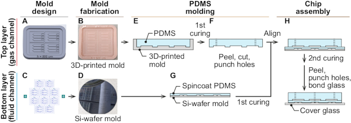 figure-results-3 Microfluidic chip fabrication: Diagram of PDMS molding, curing, and assembly with 3D and Si-wafer molds.