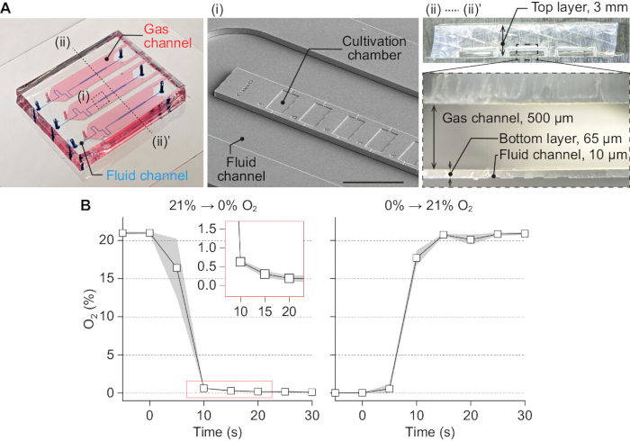 figure-results-4 Microfluidic device diagram illustrating gas and fluid channels setup; includes oxygen level graph results.