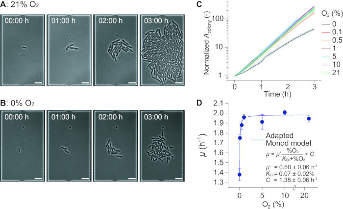 figure-results-5 Bacterial growth under varying oxygen levels; micrographs, graphs, Monod model analysis.