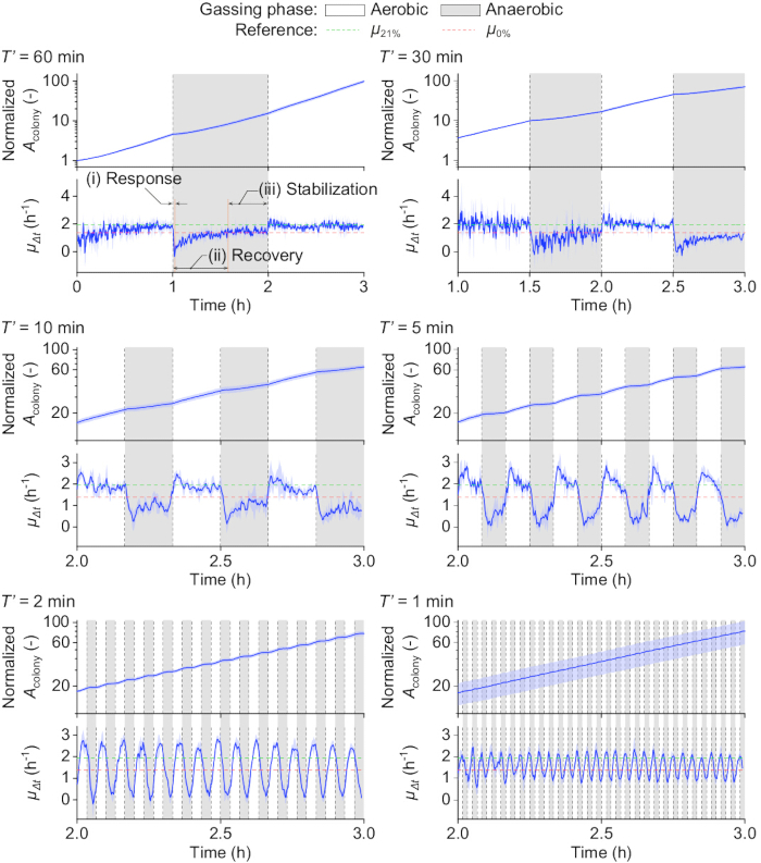 figure-results-6 Microbial growth dynamics, aerobic, anaerobic phases, μΔt(h-1) vs. time, chart, data analysis.