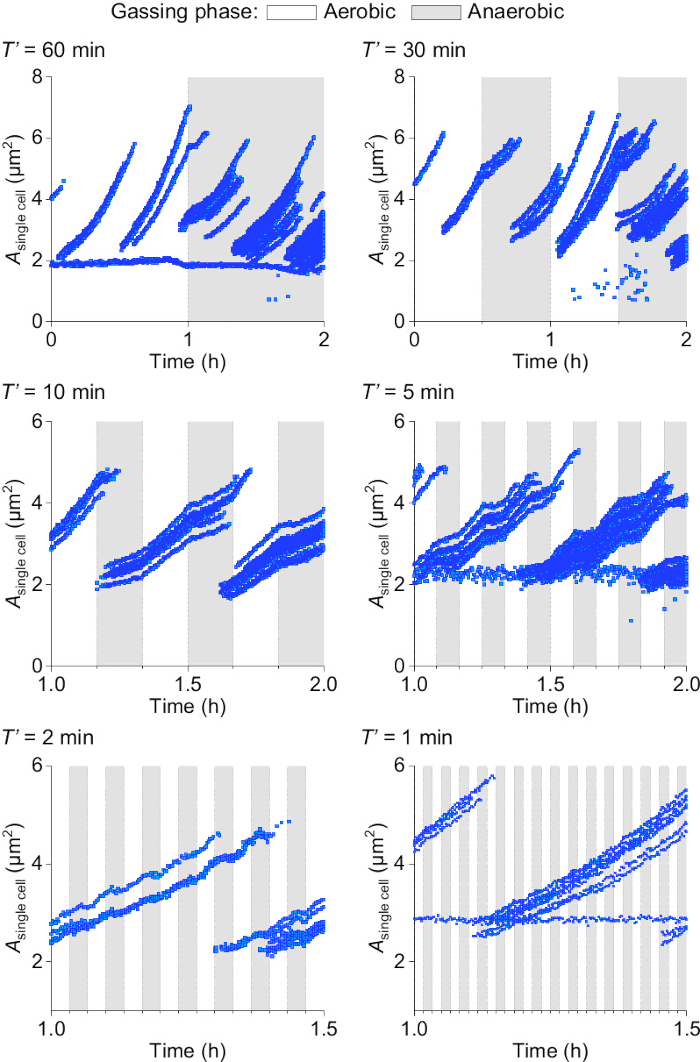 figure-results-7 Cell growth chart; single cell area (A) over time with aerobic, anaerobic phases; experiment results.