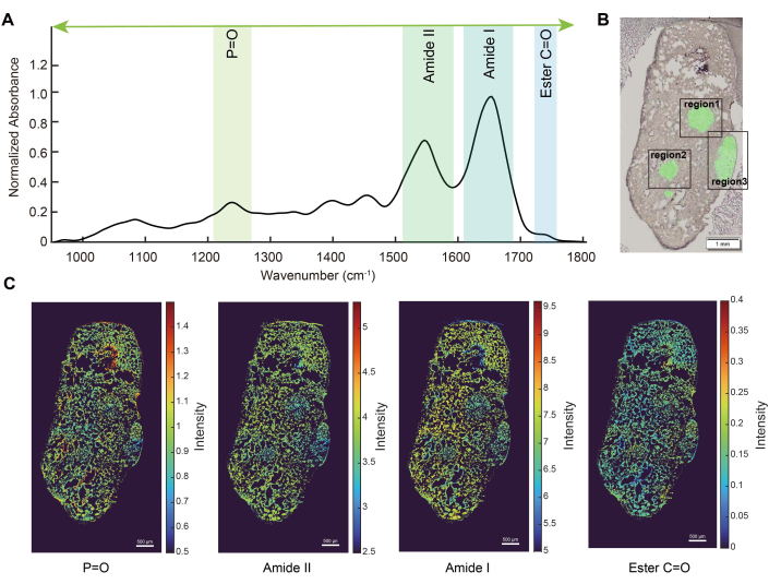 Multi-Modal Spatial Metabolomics with Mid-Infrared Microscope Guided ...