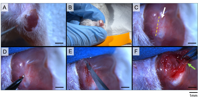 Surgical procedure on rodent ear, step-by-step, using microsurgery tools for tissue manipulation.