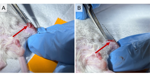 Surgical technique on rodent; incision site highlighted; experiment for medical research.