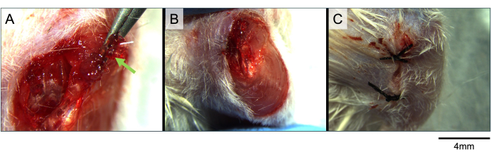 Wound healing process in rodents; surgical procedure, stitches applied, scale bar 4mm.