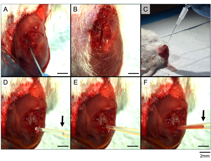 Wound healing process with injection and tissue examination, experimental setup, and result sequence.