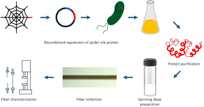 Recombinant spider silk protein process: diagram of expression, purification, fiber collection, testing.