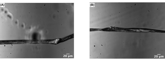 Microscope image of two fibers under tension at 20 μm scale; structural analysis comparison.
