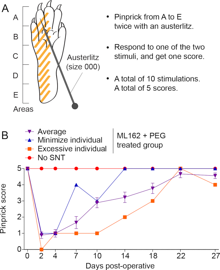 Pinprick test diagram and graph; ML162 + PEG treatment effects on post-op sensory response.