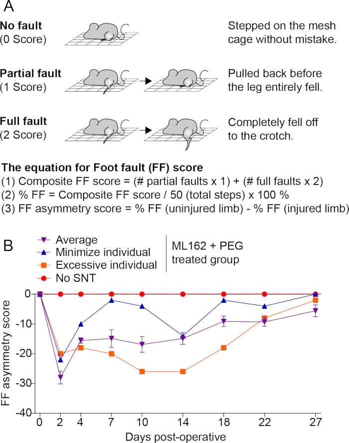 Static equilibrium; FF score equations; diagram and graph; rodent gait analysis; FF asymmetry tracking.