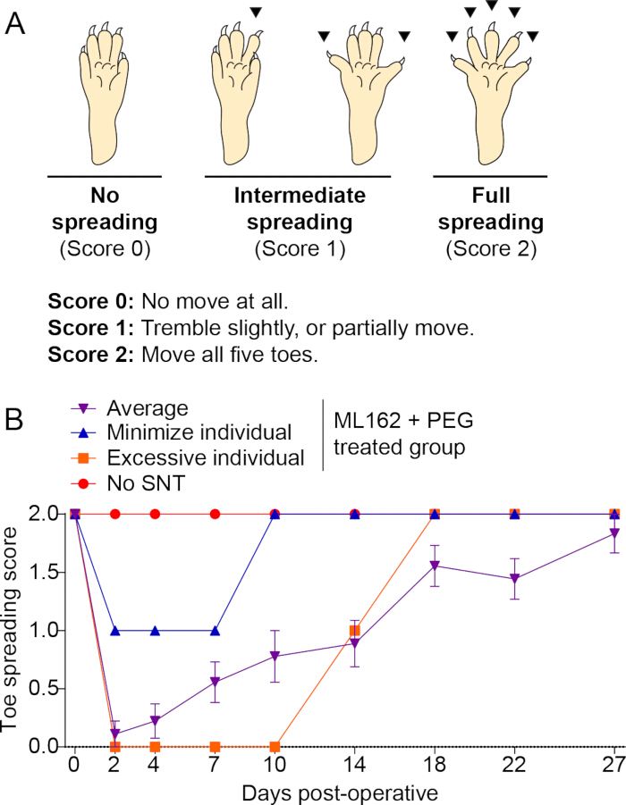 Toe spreading assessment with scores 0-2 and post-op recovery graph for ML162+PEG treatment.