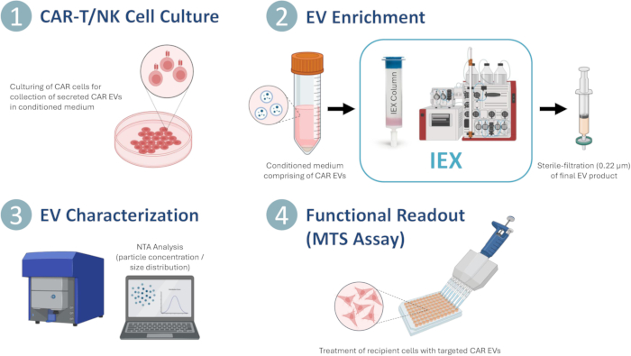 CAR-T/NK cell culture process; EV enrichment and characterization; functional readout (MTS assay).