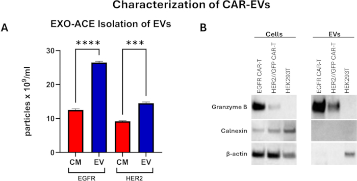 CAR-EVs characterization; bar graph (A) and protein analysis (B) via isolation method EXO-ACE.