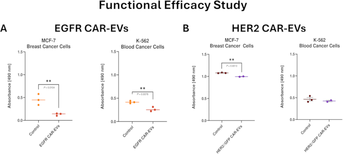 Functional efficacy study; absorbance bar charts for EGFR, HER2 CAR-EVs; breast, blood cancer cells.