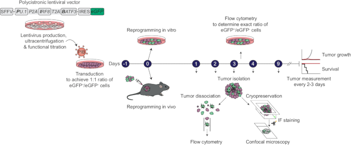 figure-results-1 Polycystronic lentiviral vector experiment diagram; cell transduction, reprogramming, tumor analysis.