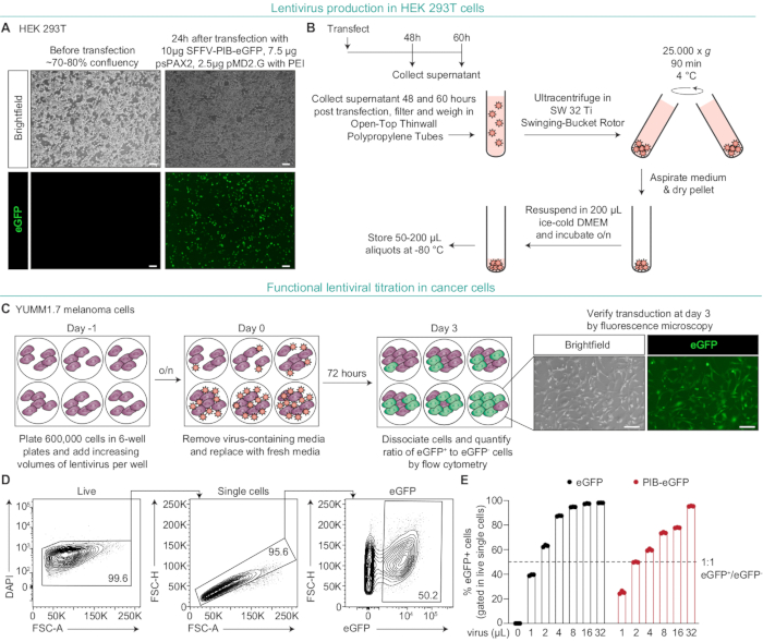 figure-results-2 Lentivirus production in HEK 293T cells, chart showing transfection and ultracentrifuge steps.