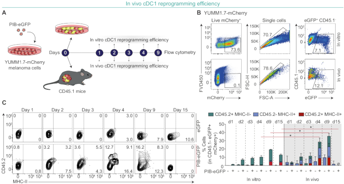 figure-results-3 In vivo cDC1 reprogramming, flow cytometry analysis; involves PIB-eGFP, CD45.1 mice; charts.