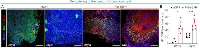 figure-results-4 Tumor microenvironment remodeling: fluorescence microscopy of eGFP, CD45; analysis chart included.