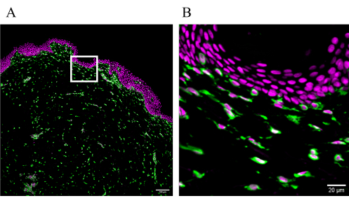 figure-protocol-6 Immunofluorescence microscopy of tissue; cellular structure and protein distribution in green and magenta.