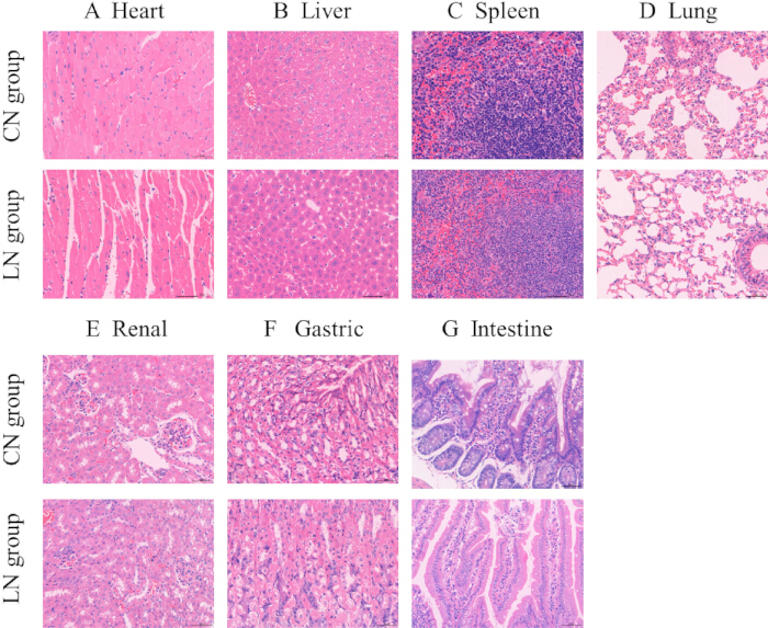 figure-results-4 Histology slide comparison of CN and LN groups: heart, liver, spleen, lung, renal, gastric, intestine.