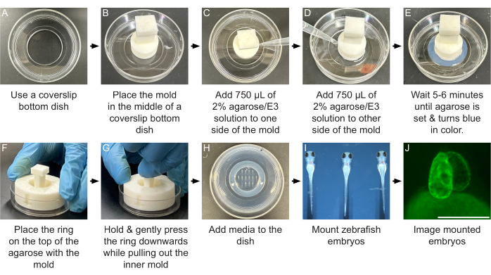 figure-results-2 Zebrafish embryo mounting workflow; coverslip dish, agarose mold, media addition, embryo imaging.