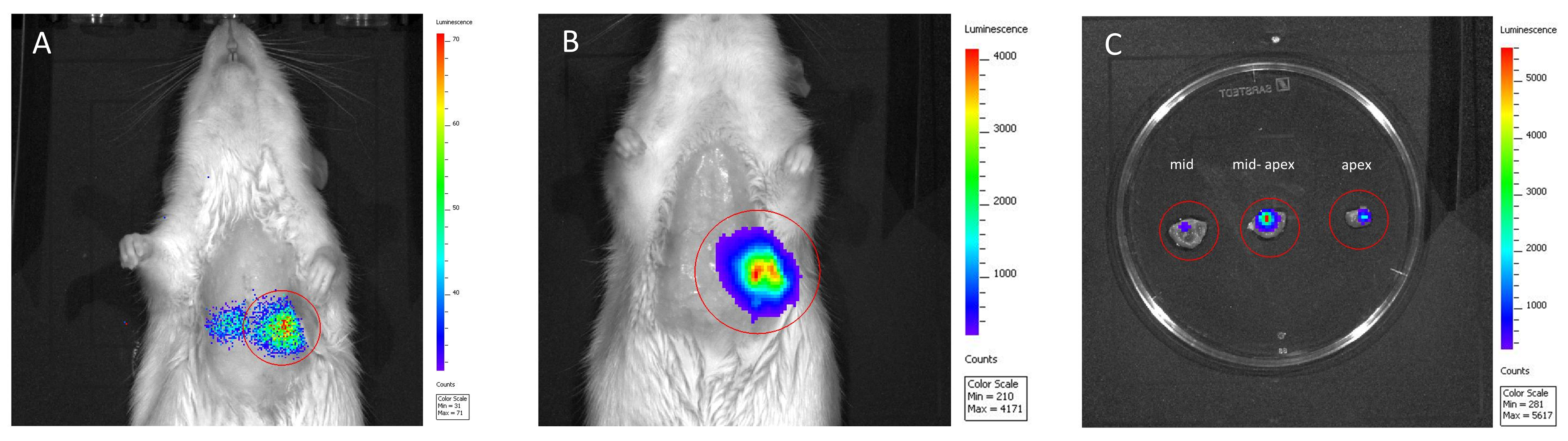 Echocardiography-guided Injection for Targeted and Reliable ...