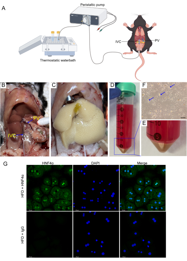 figure-results-1 动物模型肝脏灌注装置;蠕动泵;组织样本;免疫荧光分析。