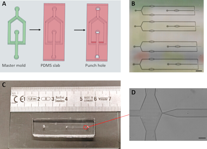 figure-results-1 Microfluidic device fabrication process; includes master mold, PDMS slab, punch-hole; diagram, photo.