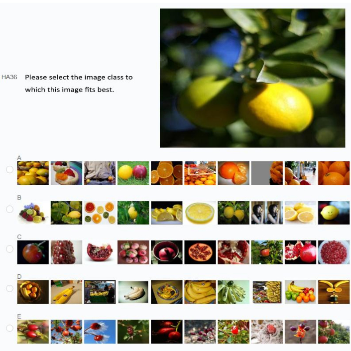 Citrus fruit classification exercise with multiple image options, focusing on fruit identification.