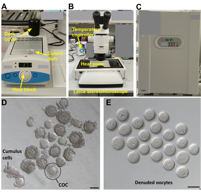 Oocyte culture setup with microscope, heat block, incubator; cumulus cells, denuded oocytes visible.