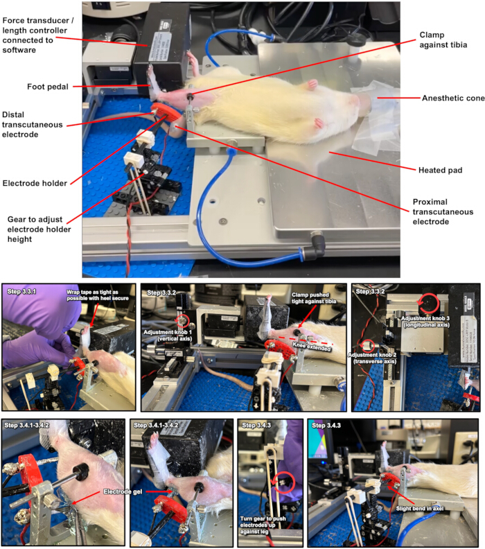 Muscle stimulation experiment setup; force transducer, electrodes, heated pad for nerve response study.